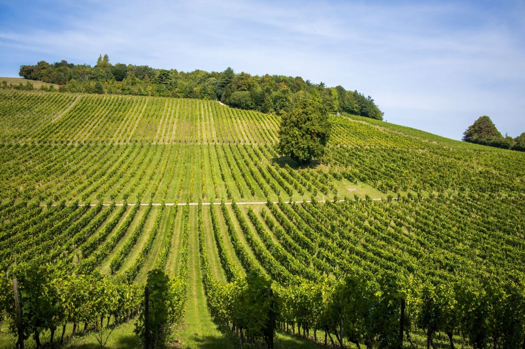The Best UK Vineyard Drives 2025