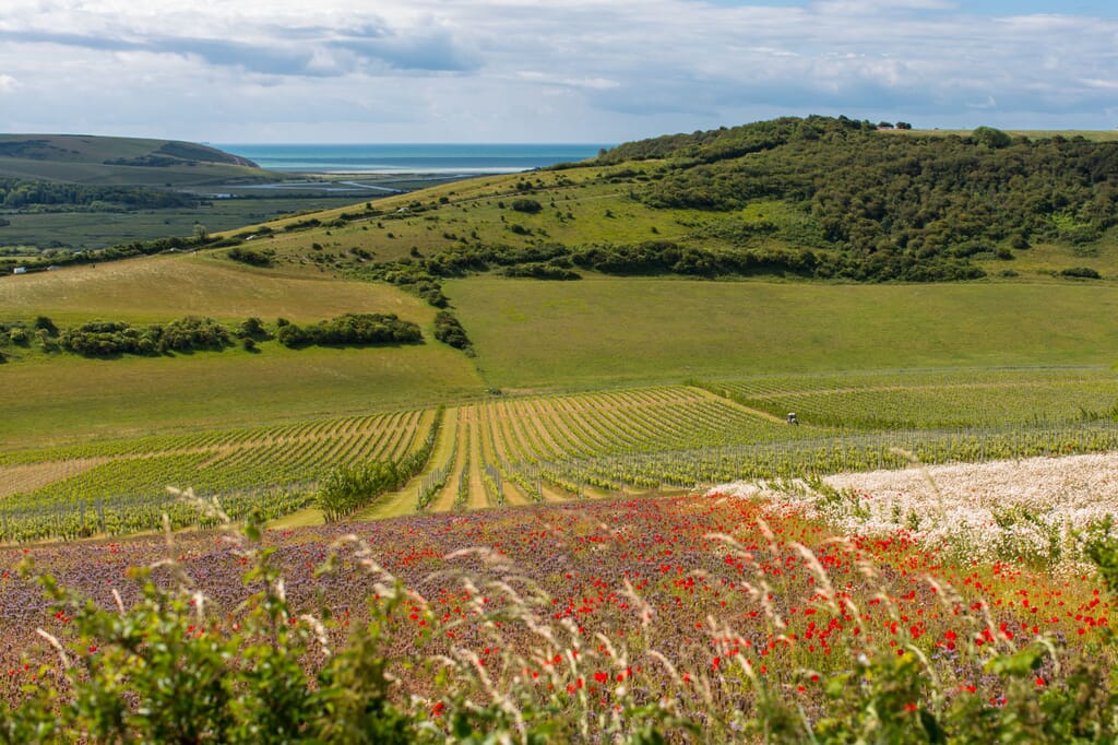 Sussex Vineyard view